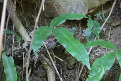 Diplazium donianum