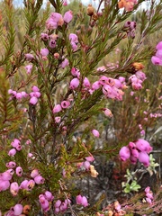 Erica gracilis