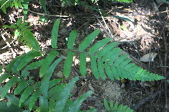 Microlepia marginata bipinnata