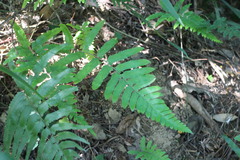 Microlepia marginata bipinnata