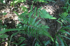 Microlepia marginata bipinnata