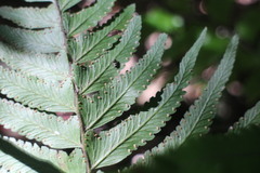 Microlepia marginata bipinnata