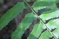 Microlepia marginata bipinnata