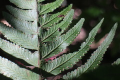 Microlepia marginata bipinnata