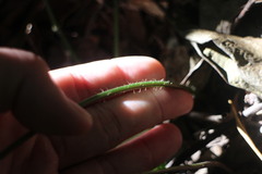 Microlepia marginata bipinnata