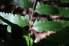 Microlepia marginata bipinnata
