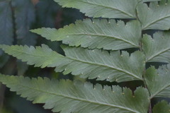 Microlepia marginata bipinnata