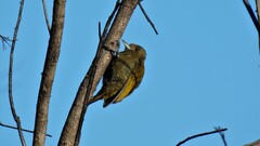 Dryobates passerinus