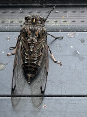 Amphipsalta