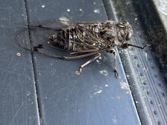 Amphipsalta