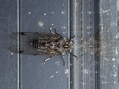 Amphipsalta