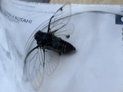 Amphipsalta