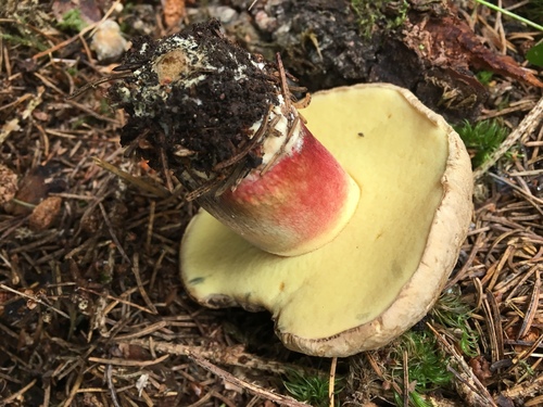 Bitter Beech Bolete