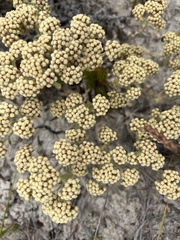 Helichrysum spiralepis