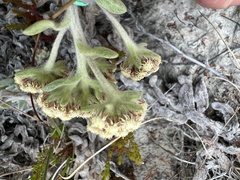 Helichrysum spiralepis