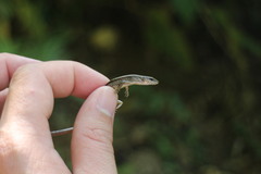 Scincella formosensis