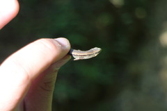 Scincella formosensis