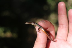 Scincella formosensis