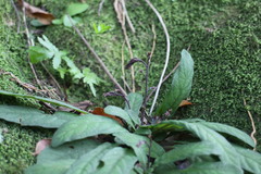 Staurogyne concinnula