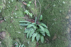 Staurogyne concinnula
