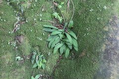 Staurogyne concinnula