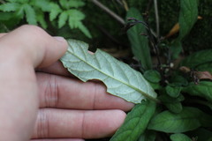 Staurogyne concinnula