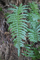 Microlepia hookeriana