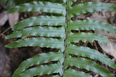 Microlepia hookeriana