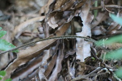 Microlepia hookeriana