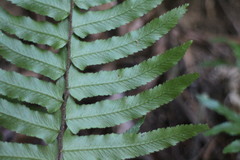 Microlepia hookeriana