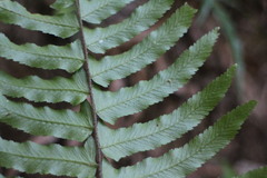 Microlepia hookeriana