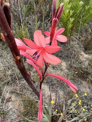 Watsonia wilmaniae