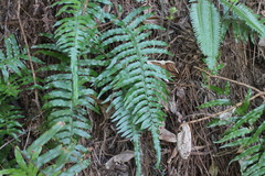 Microlepia hookeriana