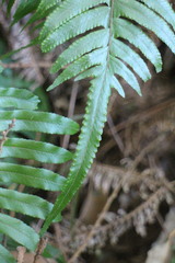 Microlepia hookeriana