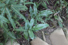 Tectaria harlandii