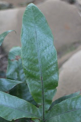 Tectaria harlandii