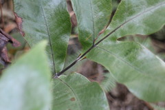 Tectaria harlandii