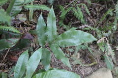 Tectaria harlandii
