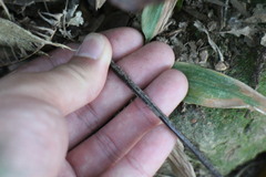 Tectaria harlandii