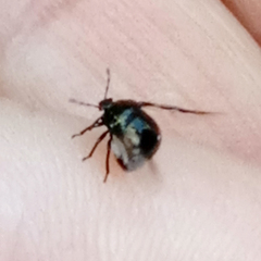 Coptosoma scutellatum