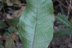 Tectaria harlandii