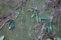 Haplopteris anguste-elongata