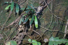 Haplopteris anguste-elongata