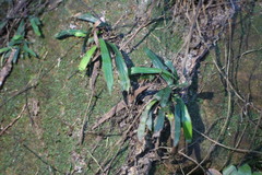 Haplopteris anguste-elongata