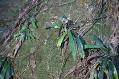 Haplopteris anguste-elongata