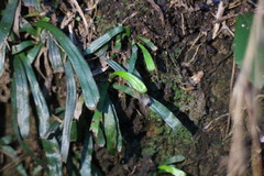Haplopteris anguste-elongata