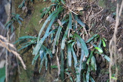 Haplopteris anguste-elongata