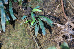 Haplopteris anguste-elongata