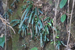 Haplopteris anguste-elongata