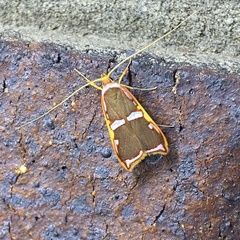 Barantola pulcherrima